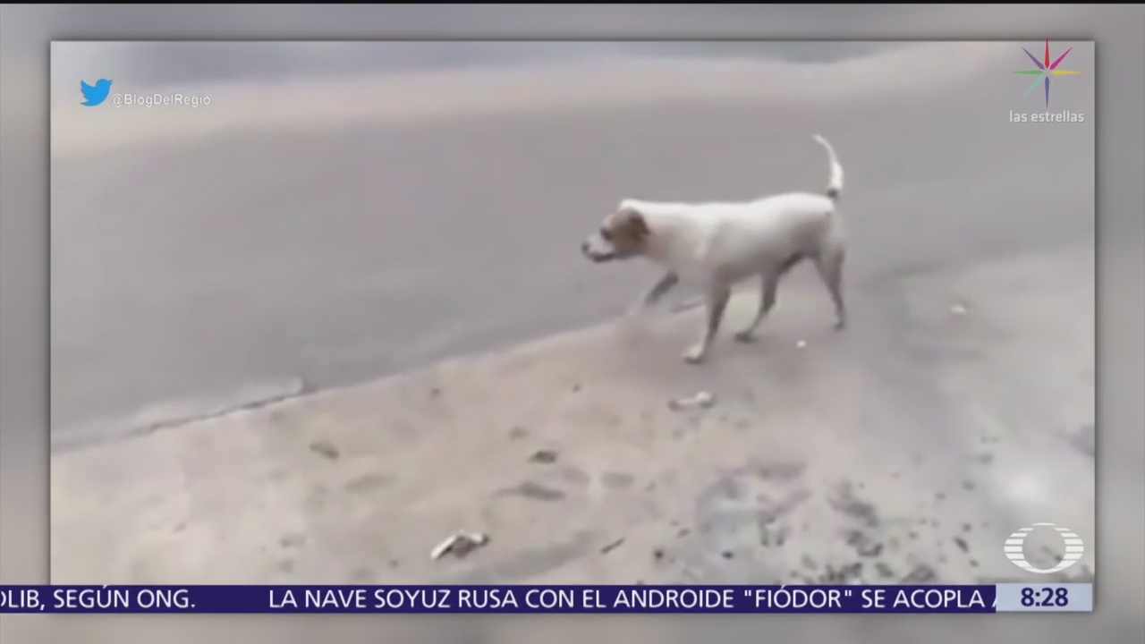 Perro recoge basura en calles de Monterrey, bajo la lluvia
