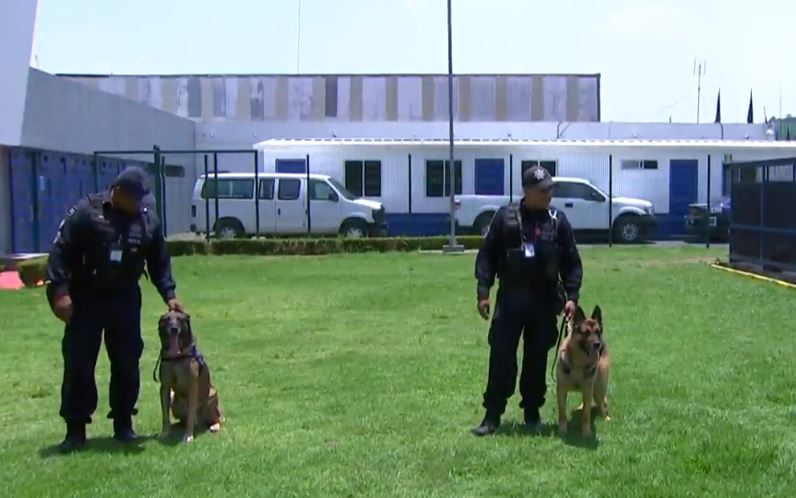 Perros de la Policía Federal, entrenados para buscar narcóticos