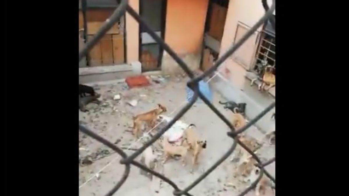 Rescatan a perros maltratados en Lindavista; hay un detenido