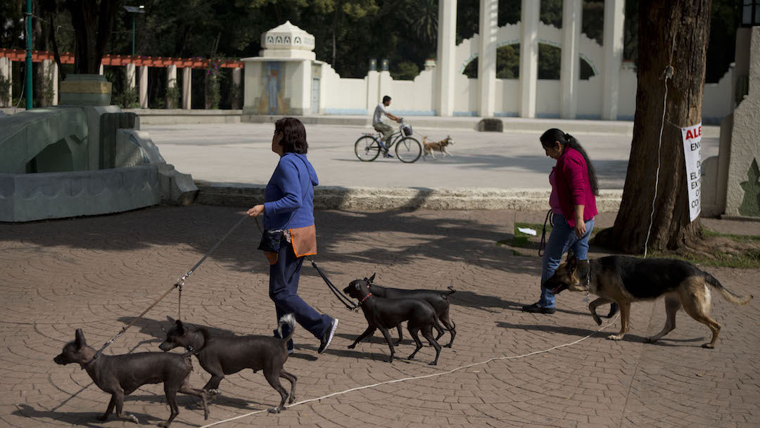 Entrenador-perro-maltrato-animal-Colonia-Condesa-Parque-Mexico