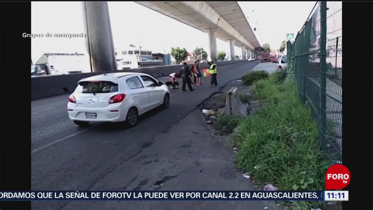 Rescatan a perro en la autopista México-Cuernavaca