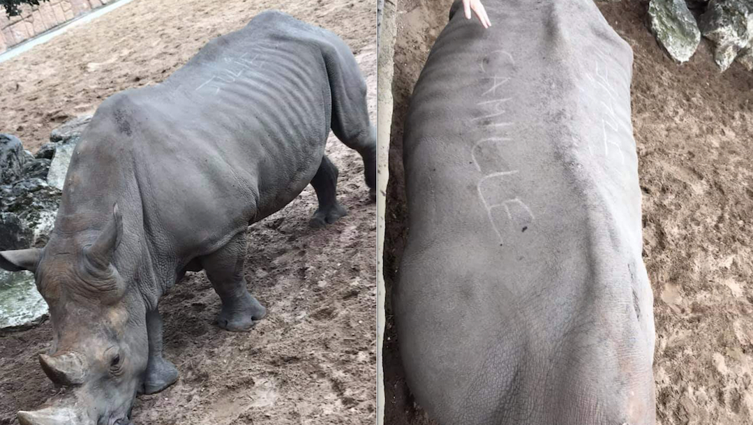 Lomo-rinoceronte-turistas-estupidos-escriben-nombres-zoologico
