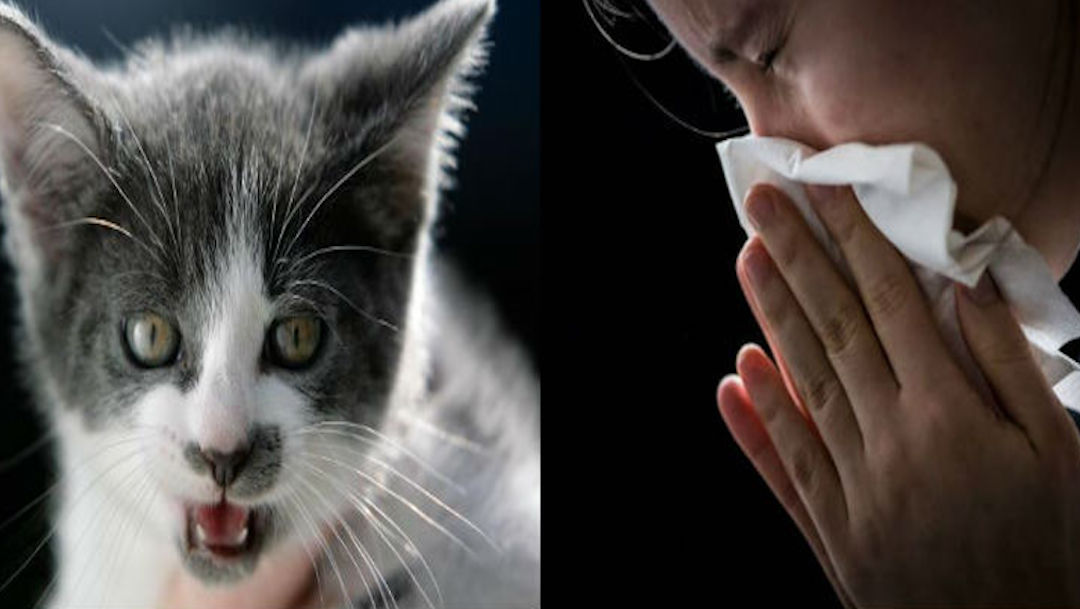 Foto crean vacuna que evita alergia a los gatos 21 agosto 2019