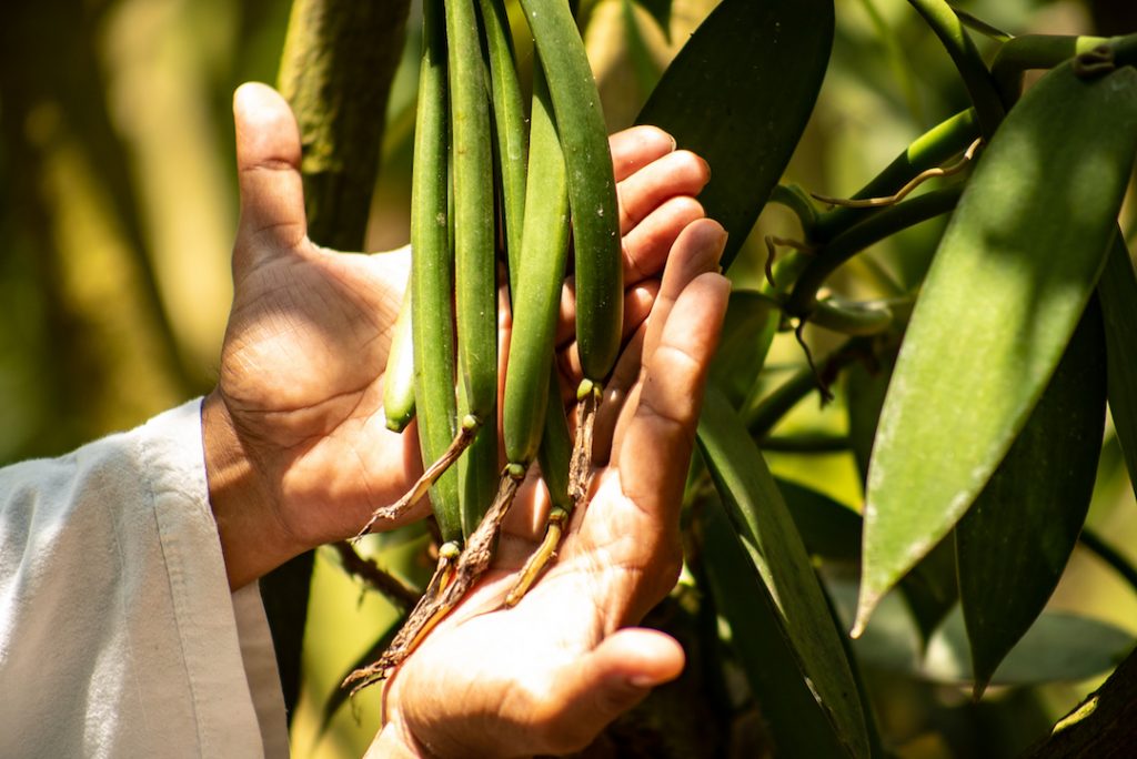 Foto: Cultivos de vainilla en veracruz. Agosto 2019