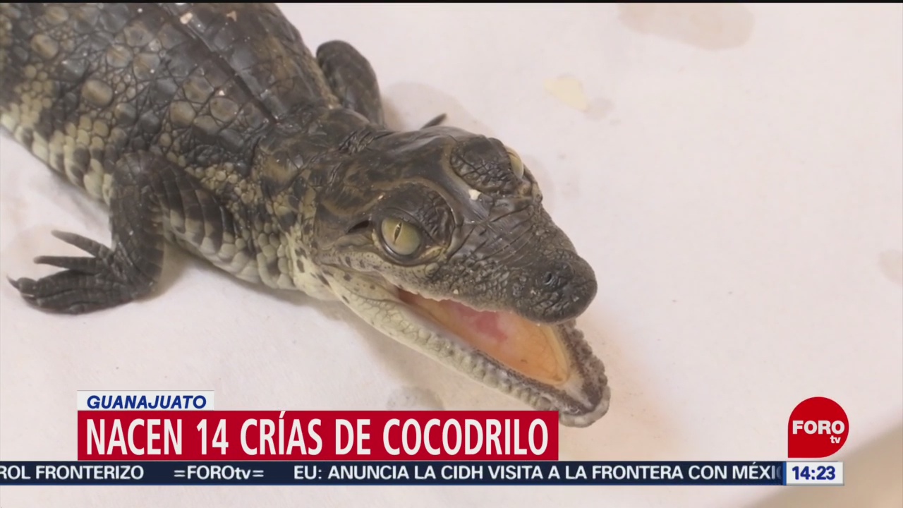 FOTO: Zoo en León logra la reproducción de 14 crías de cocodrilo, 18 Agosto 2019
