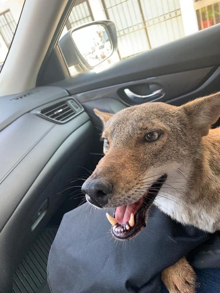 Foto: joven rescata a coyote creyendo era perro. 30 Septiembre 2019