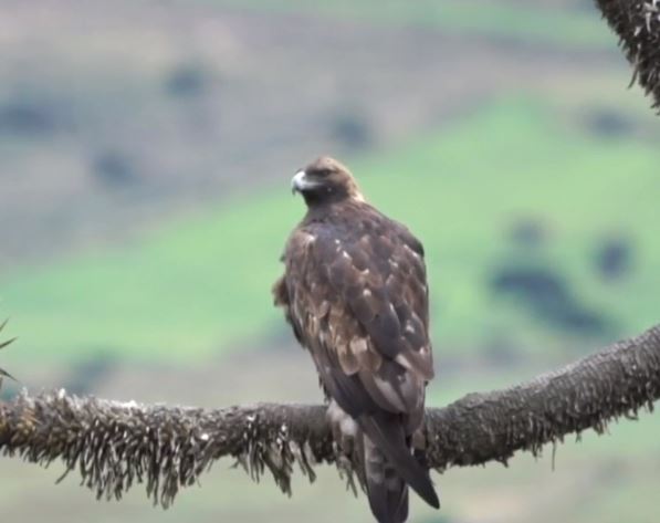 ‘Por el Planeta’: El águila real, en peligro de extinción