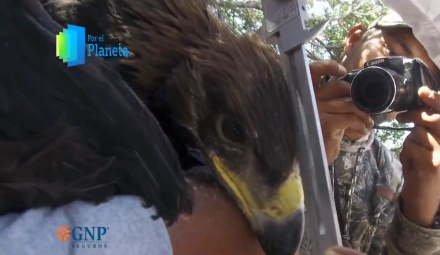 'Por el Planeta': Transmisores en águila real ayudan a monitorear nidos