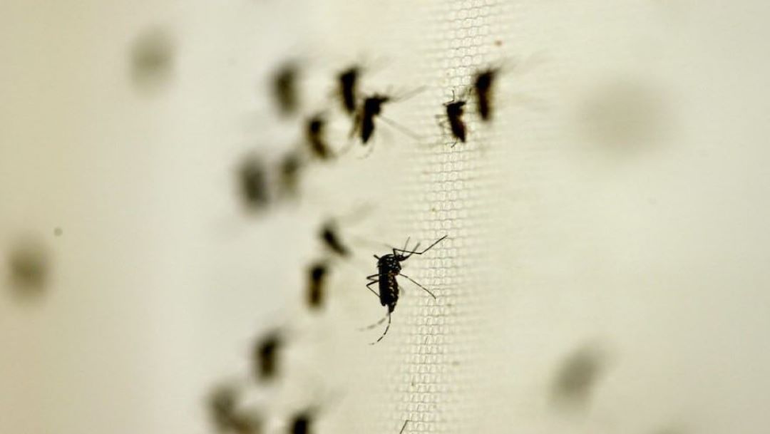 Foto AMLO da a conocer acciones para prevenir transmisión del dengue 5 septiembre 2019