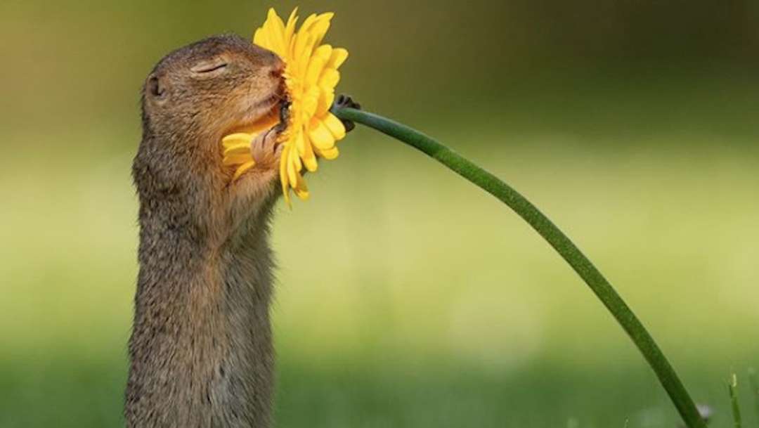 El origen de la imagen de una ardilla oliendo una flor, que se volvió viral