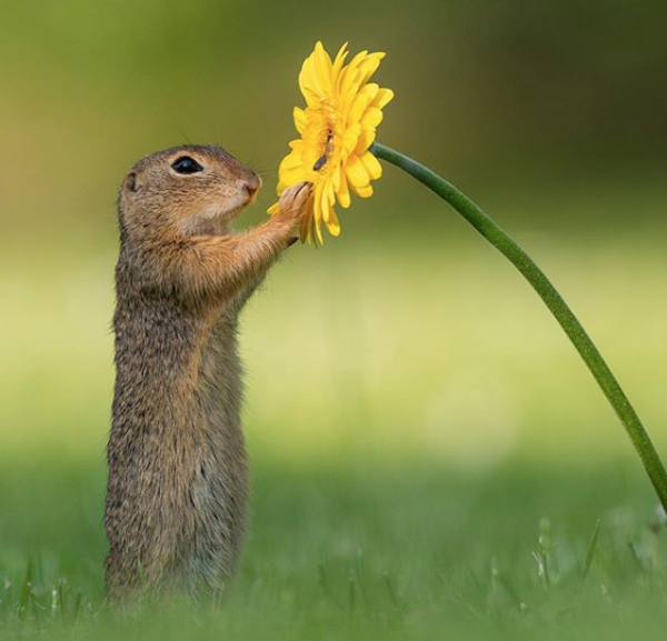 Foto El origen de la imagen viral de una ardilla oliendo una flor 10 septiembre 2019