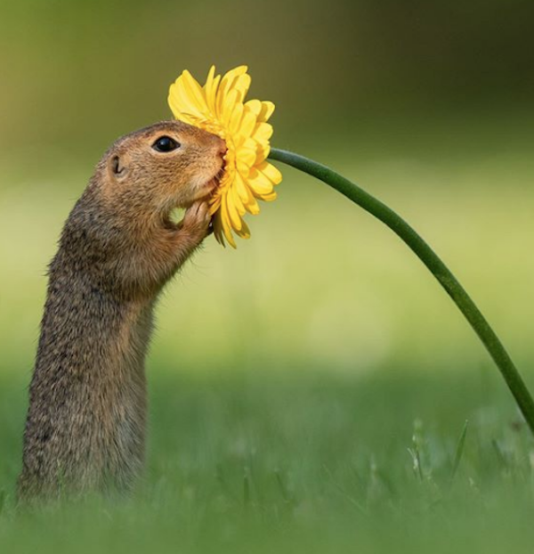 Foto El origen de la imagen viral de una ardilla oliendo una flor 10 septiembre 2019