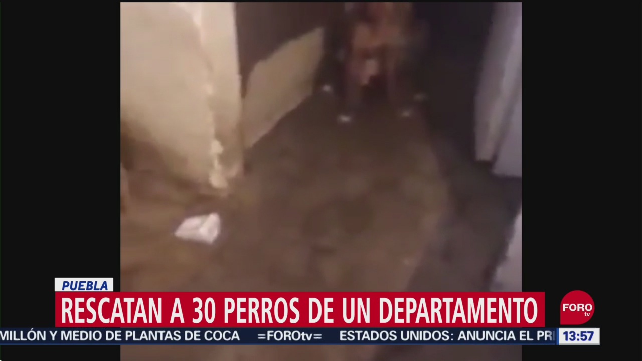 FOTO: Autoridades Rescatan 30 Perros Que Eran Maltratados Puebla