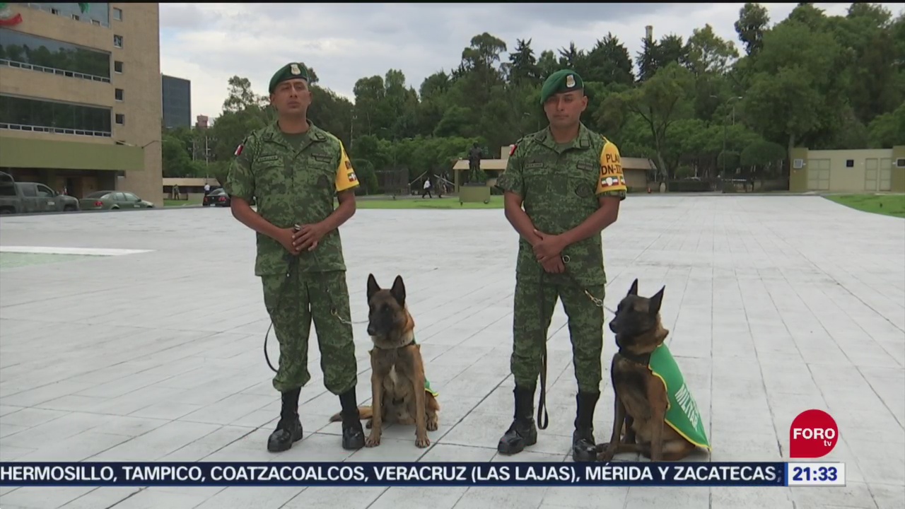 Foto: Binomios Caninos Ejército Clave Rescates Sismo CDMX 19 Septiembre 2019