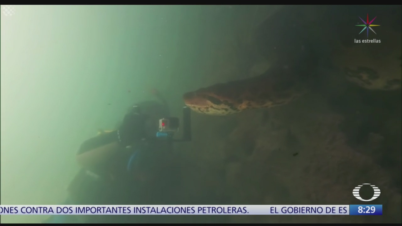 FOTO: Buzos encuentran anaconda de casi 7 metros de longitud, 16 septiembre 2019