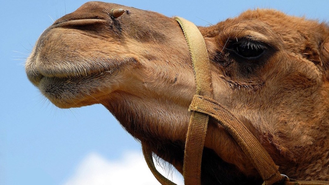 Mujer muerde testículos a camello para salvar su vida