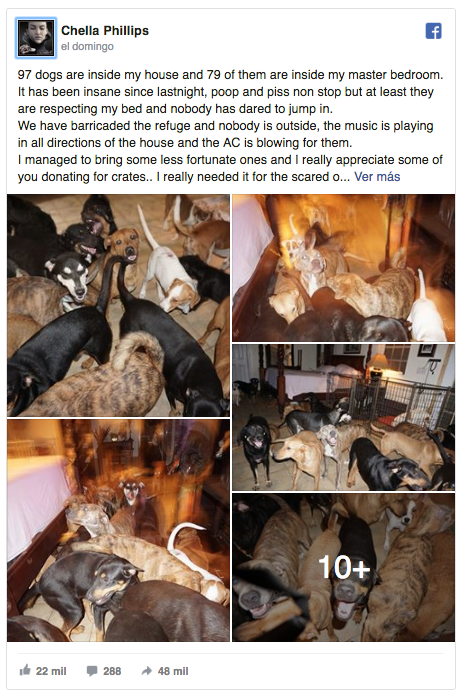 Foto: Facebook-Mujer-protege-perros-callejeros-de-Dorian. 3 septiembre 2019