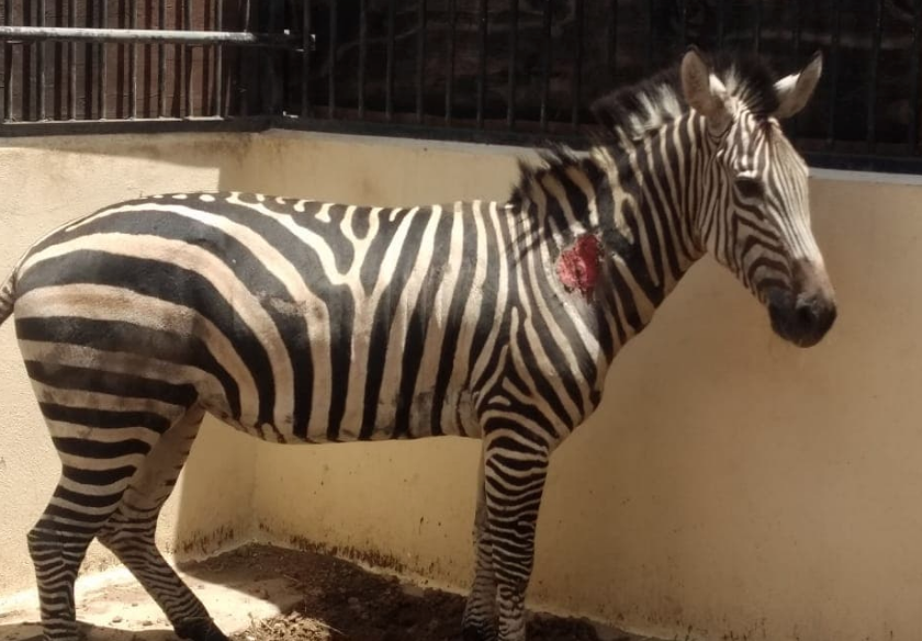 Foto cebra comiendo sus heces en Zoológico de Aragón causa indignación 24 septiembre 2019