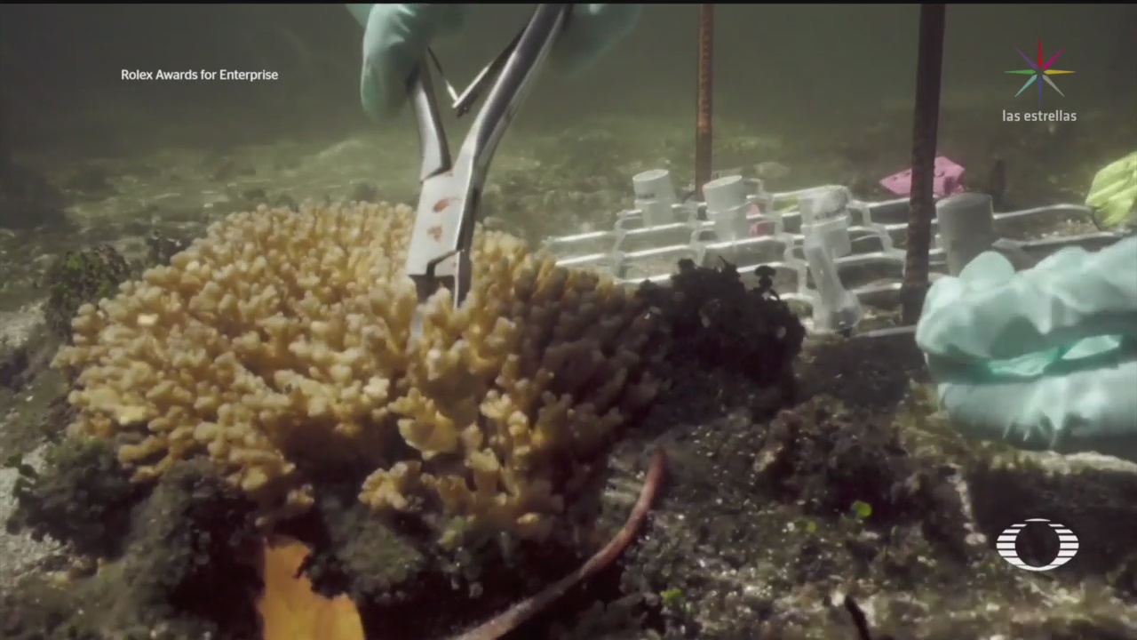 Foto: Científicos Estudian Especies Resistentes Coral Salvar Arrecifes Australianos 2 Septiembre 2019