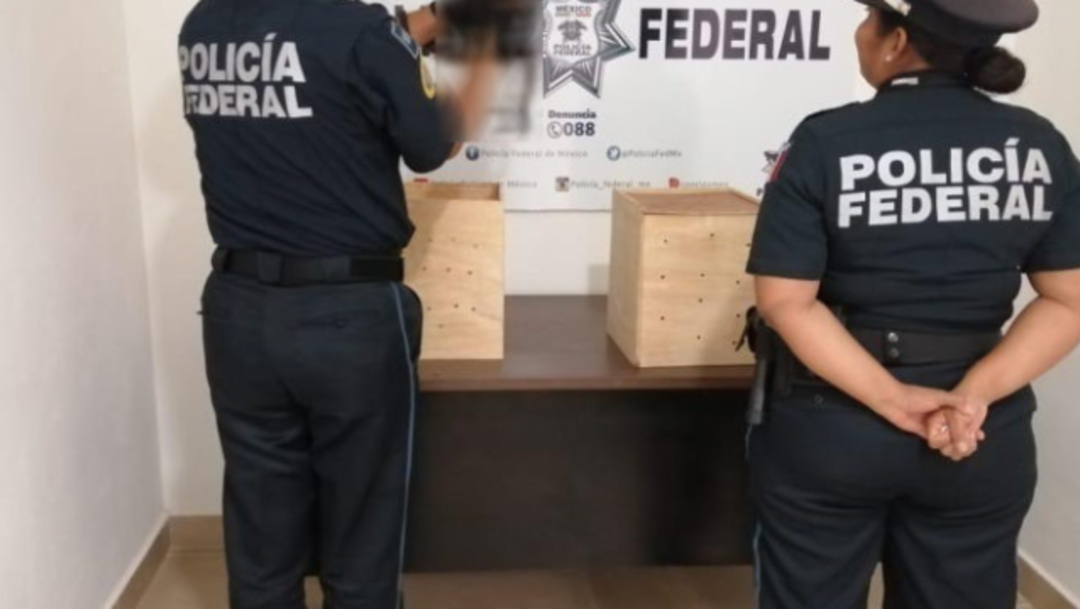 Decomisan ejemplares de mono araña en aeropuerto de Mérida