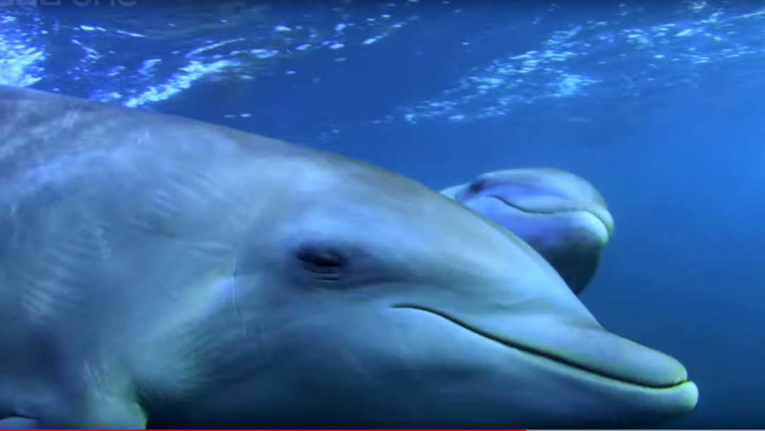 Foto:Delfines drogados con pez globo. 24 Septiembre 2019