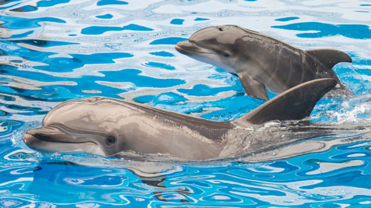 FOTO: Ofrecen recompensa de 20 mil dólares por asesinato de delfines, el 12 de febrero de 2020