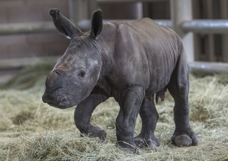 Foto: rinoceronte blanco bebé, 12 de septiembre de 2019 (Twitter @Impacto_Vzla)