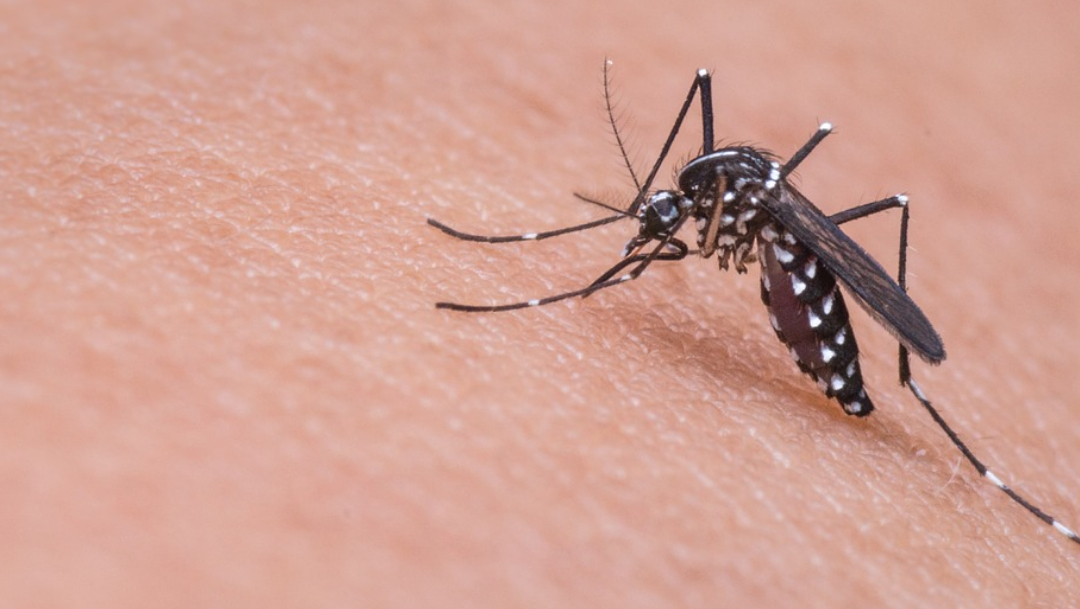 Foto:mosquito mata a hombre. 22 septiembre 2019