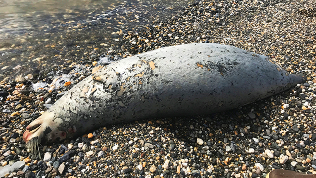 Encuentran una foca muerta en una playa cerca de Kotzebue, Alaska, AP