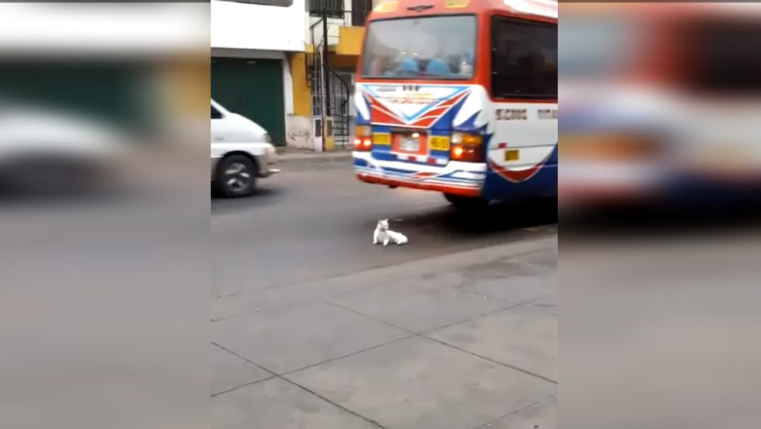 Foto:Un gato está recostado sobre una avenida principal en calles de Perú, 14 septiembre 2019