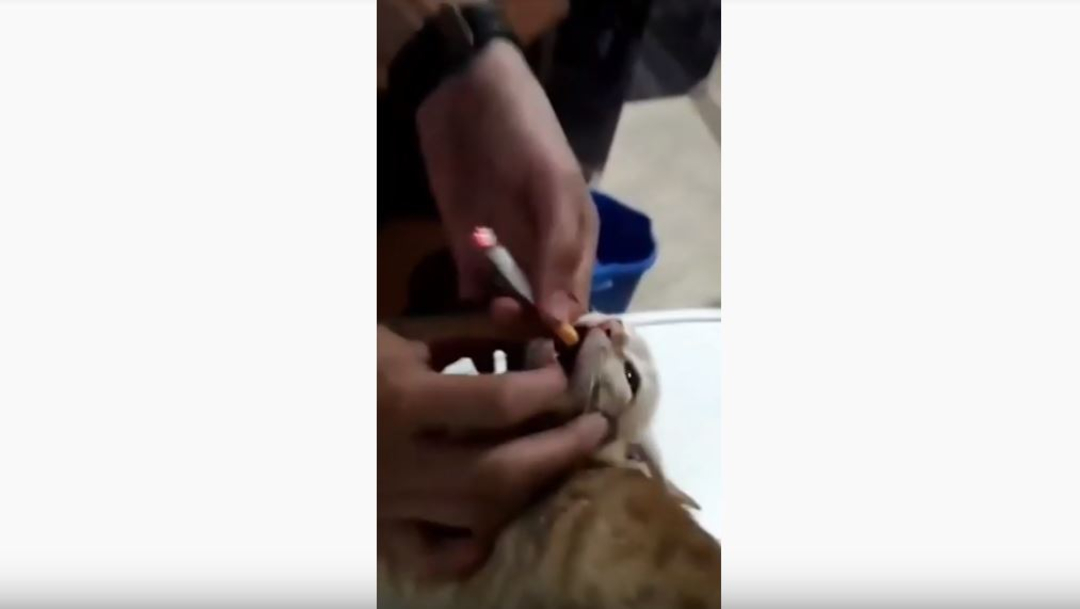 Captura del video donde los jóvenes ponen un cigarro en la boca del gato.