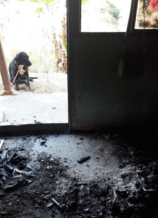 Foto Arriesgó la vida para salvar a perros de incendio en refugio para animales 17 septiembre 2019