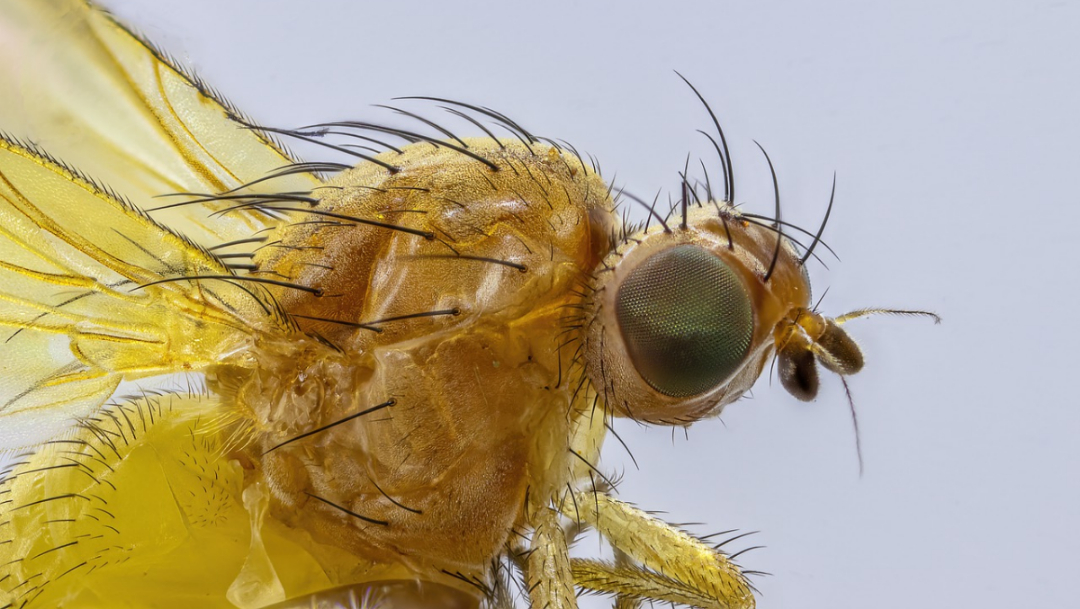 Foto:insectos. 5 septiembre 2019