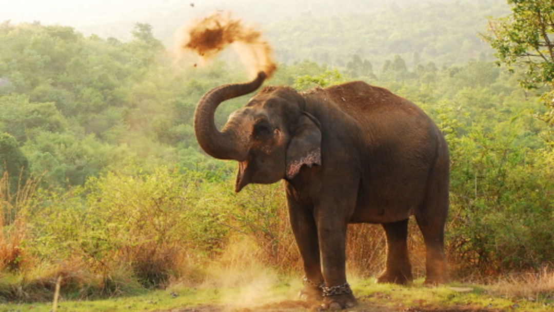 Imagen: Los elefantes se encontraron en la reserva forestal cercana a Sigiriya, un sitio arqueológico con ruinas y uno de los destinos turísticos más populares del país, 30 de septiembre de 2019 (Getty Images, archivo)