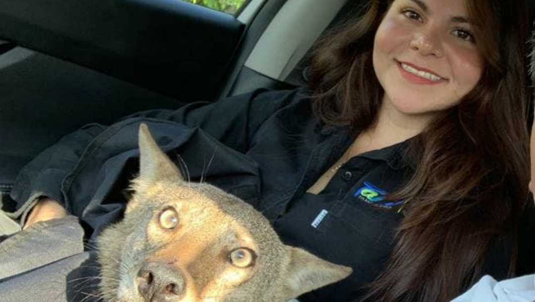 Foto: joven rescata a coyote creyendo era perro. 30 Septiembre 2019