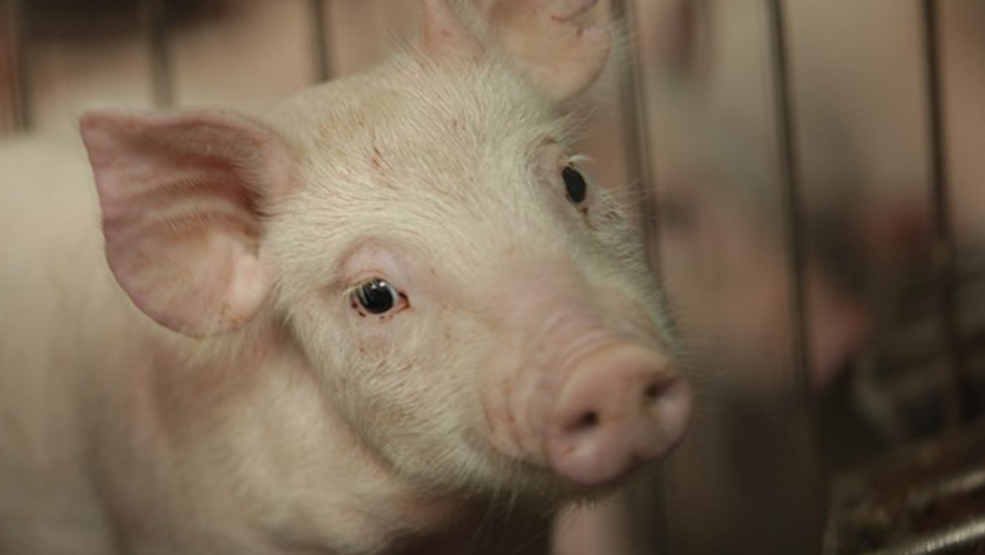 FOTO México se prepara para ataque biológico de peste porcina (Twitter)
