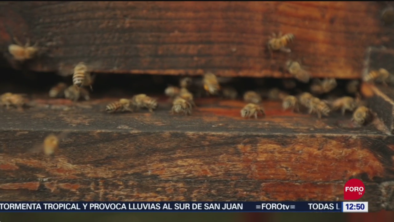Muerte de abejas y árboles, efectos del cambio climático en México