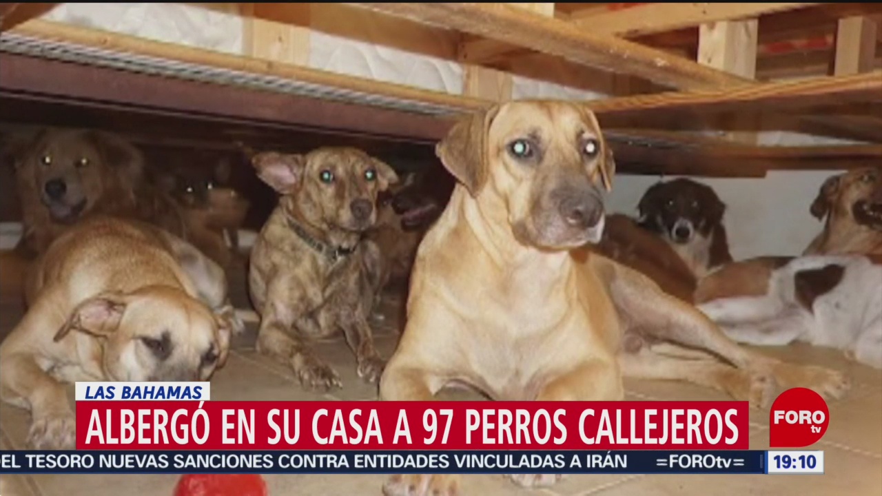 Foto: Mujer Alberga Perros Casa Paso Dorian 4 Septiembre 2019