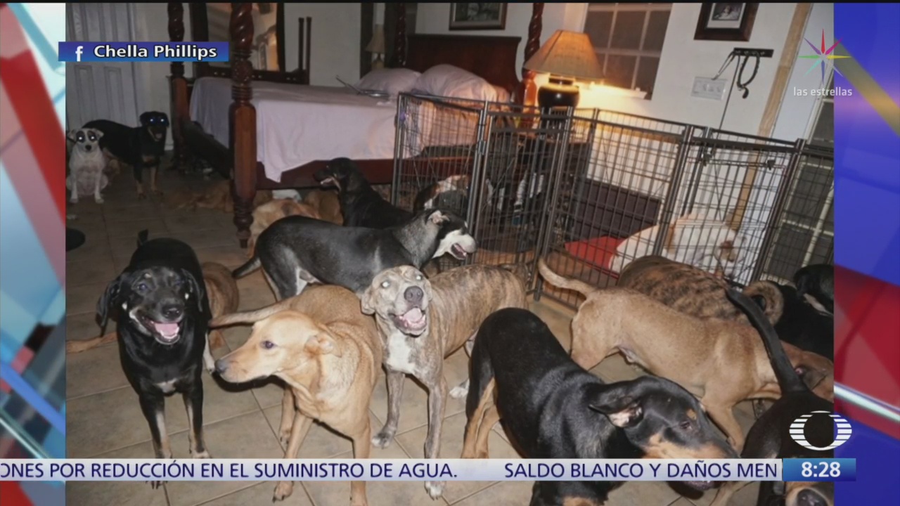Mujer protege 97 perros al paso del huracán "Dorian"