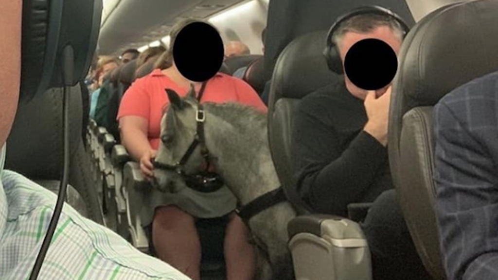 Foto Mujer viaja junto a su caballo en un vuelo comercial y se vuelve viral 4 septiembre 2019