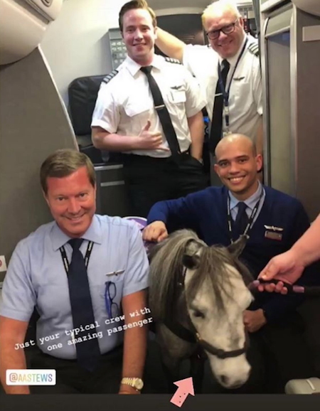 Foto Mujer viaja junto a su caballo en un vuelo comercial y se vuelve viral 4 septiembre 2019