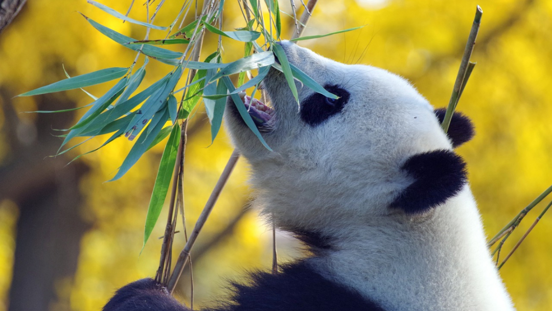 Foto:Panda comiendo hojas de bambú. 17 septiembre 2019