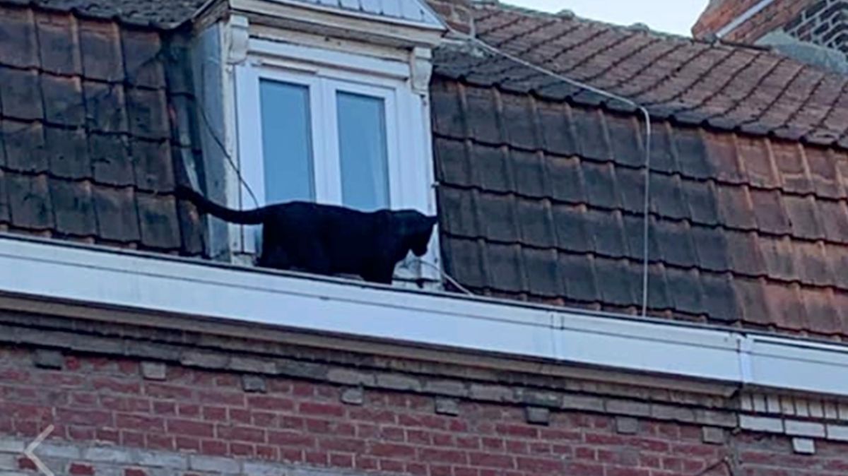Roban del zoológico una pantera negra rescatada en un edificio en Francia