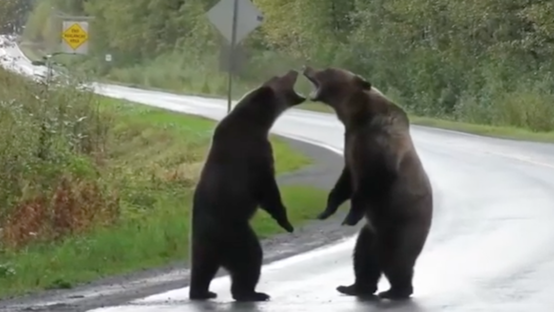 Video: Osos grizzly protagonizan espectacular pelea en una carretera