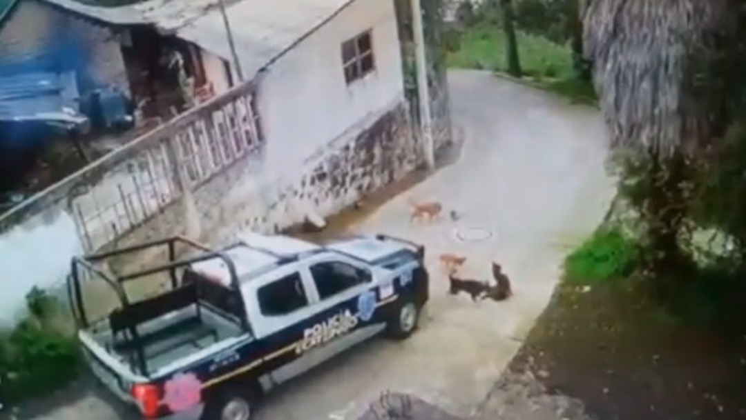 Video: Patrulla atropella y mata a perrito en Edomex