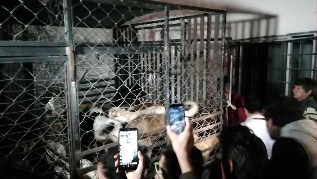 Mujer robaba perros y gatos para matarlos y vender la carne, en Puebla