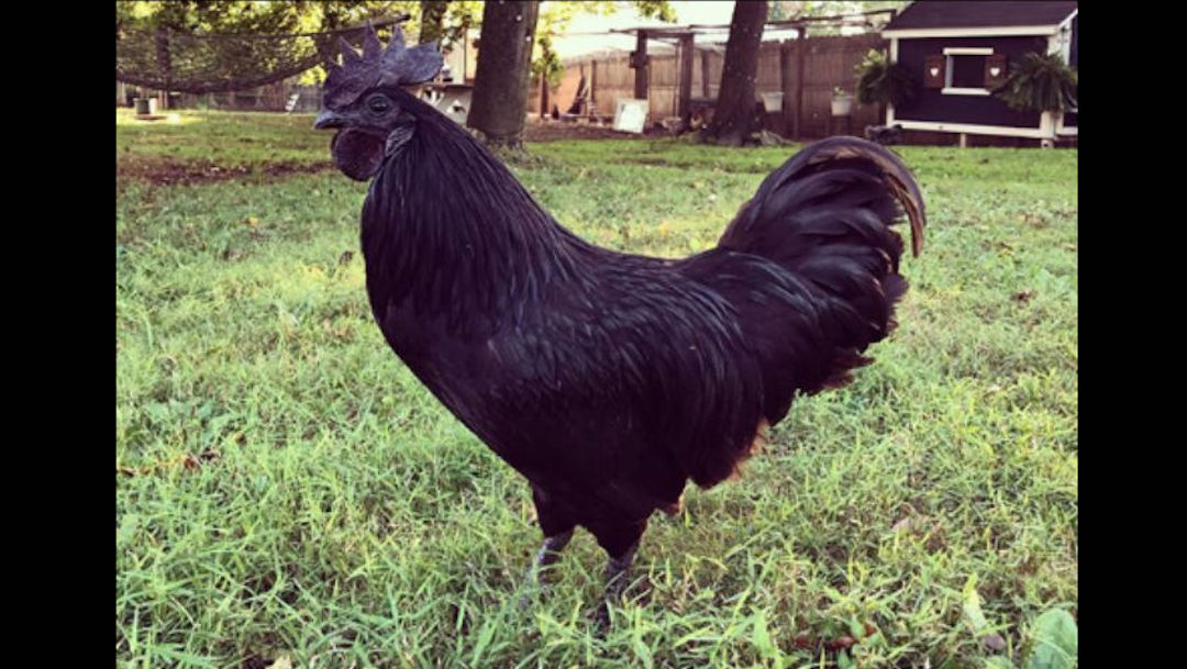 Foto Estos son los pollos negros, los más extraños del mundo 17 septiembre 2019