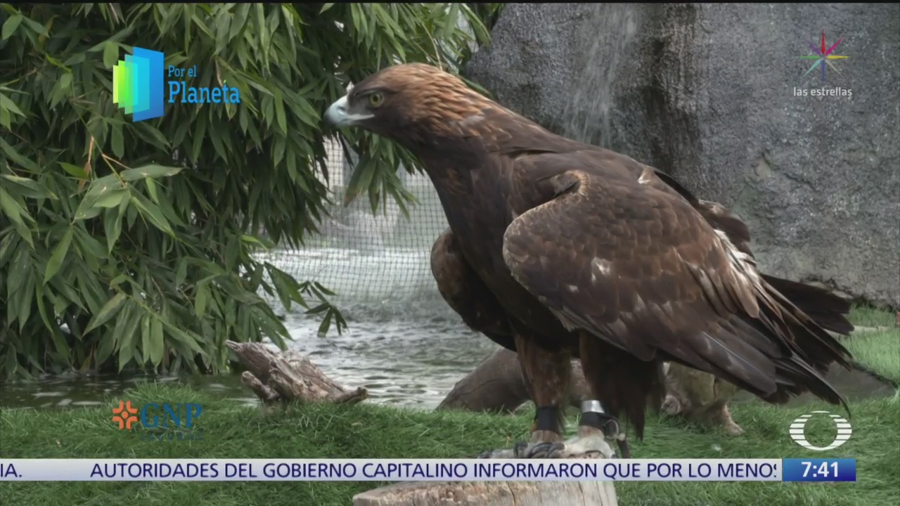 Foto: Por El Planeta, México Hay 142 Parejas Reproductivas Águila Real
