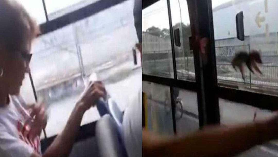 Foto Video: Ratón que viaja en microbús salta sobre pasajera 5 septiembre 2019