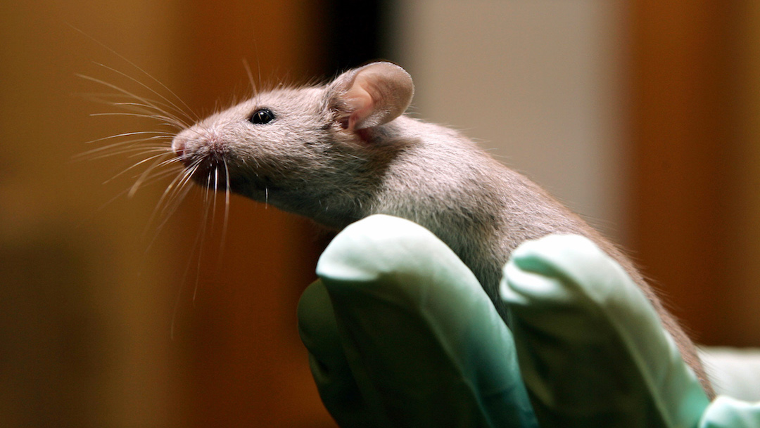 Video: Estudio revela que las ratas pueden aprender a jugar a las escondidas
